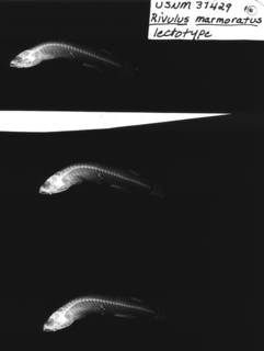 To NMNH Extant Collection (Rivulus marmoratus USNM 37429 lectotype radiograph lateral view)