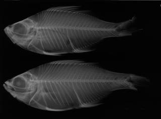 To NMNH Extant Collection (Xenichthys xenurus USNM 4356 lectotype radiograph lateral view)