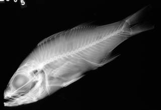 To NMNH Extant Collection (Verilus sordidus USNM 12565 radiograph lateral view)