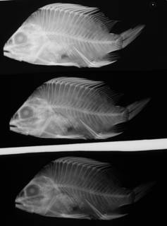 To NMNH Extant Collection (Hapalogenys kishinouyei USNM 55610 holotype radiograph lateral view)