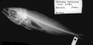 To NMNH Extant Collection (Ariomma evermanni  USNM 57783 holotype radiograph lateral view)