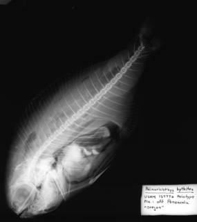 To NMNH Extant Collection (USNM 157776 radiograph lateral view)