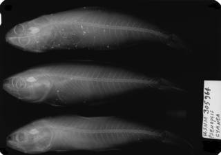 To NMNH Extant Collection (USNM 305964 radiograph lateral view)