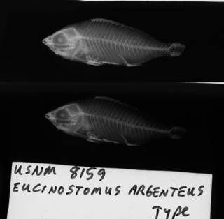 To NMNH Extant Collection (Eucinostomus argenteus USNM 8159 lectotype radiograph lateral view)