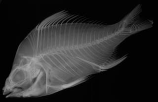 To NMNH Extant Collection (Gerres periche USNM 77743 holotype radiograph lateral view)