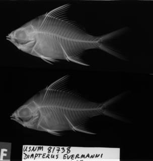To NMNH Extant Collection (Diapterus evermanni USNM 81738 holotype radiograph lateral view)