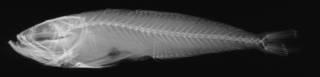 To NMNH Extant Collection (Champsodon fimbriatus USNM 51629 holotype radiograph lateral view)