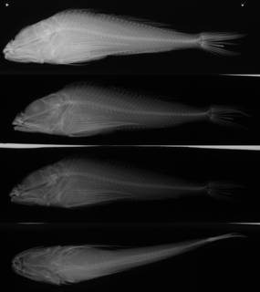 To NMNH Extant Collection (Thyriscus anoplus USNM 74368 holotype radiograph lateral view)