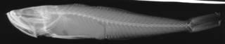 To NMNH Extant Collection (USNM 99506 holotype radiograph lateral view)