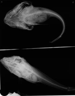 To NMNH Extant Collection (USNM 218370 holotype radiograph lateral view)