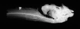 To NMNH Extant Collection (Liparis ranula USNM 22310 holotype radiograph lateral view)