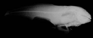 To NMNH Extant Collection (Cyclogaster megacephalus USNM 53787 paratype radiograph lateral view)