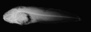 To NMNH Extant Collection (Cyclogaster bristolense USNM 53790 holotype radiograph lateral view)