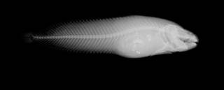 To NMNH Extant Collection (Cyclogaster curilensis USNM 73326 holotype radiograph lateral view)