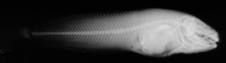 To NMNH Extant Collection (Cyclogaster simushirae USNM 73327 holotype radiograph lateral view)