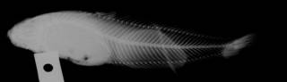 To NMNH Extant Collection (Cyclogaster frenatus USNM 73329 holotype radiograph lateral view 1)