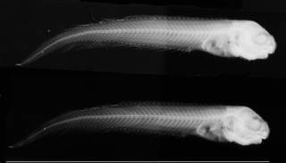 To NMNH Extant Collection (Paraliparis atramentatus USNM 73345 holotype radiograph lateral view)