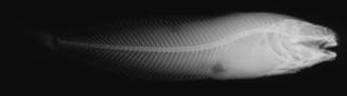 To NMNH Extant Collection (Cyclogaster (Neoliparis) beringianus USNM 74380 holotype radiograph lateral view)
