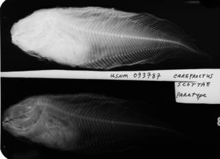 To NMNH Extant Collection (Careproctus scottae USNM 93787 paratype radiograph lateral view)