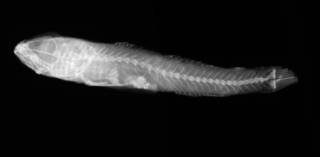 To NMNH Extant Collection (USNM 143022 paratype radiograph lateral view)