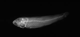 To NMNH Extant Collection (Gobius sternbergi USNM 50536 syntype radiograph lateral view)