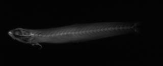 To NMNH Extant Collection (Vitraria clarescens USNM 50655 holotype radiograph lateral view)