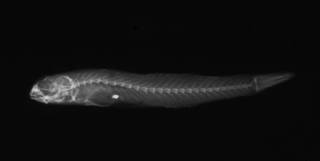 To NMNH Extant Collection (Enypnias oligolepis USNM 50715 holotype radiograph lateral view)
