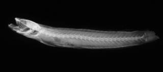 To NMNH Extant Collection (Hetereleotris clara USNM 51773 holotype radiograph lateral view)