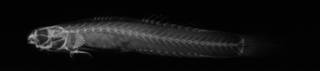 To NMNH Extant Collection (Vailima stevensoni USNM 51775 holotype radiograph lateral view)