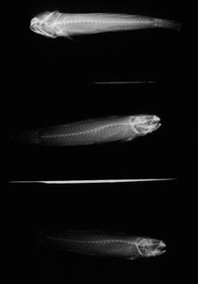 To NMNH Extant Collection (Vaimosa fontinalis USNM 51776 holotype radiograph lateral view)