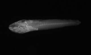 To NMNH Extant Collection (Vaimosa fontinalis USNM 51780 holotype radiograph lateral view)