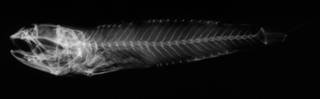 To NMNH Extant Collection (Waitea stomias USNM 51816 holotype radiograph lateral view)