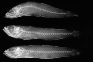 To NMNH Extant Collection (Gnatholepis calliurus USNM 51944 holotype radiograph lateral view)