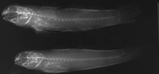 To NMNH Extant Collection (Gobius caldera USNM 55625 holotype radiograph lateral view)
