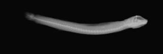 To NMNH Extant Collection (Expedio parvulus USNM 62954 holotype radiograph lateral view)