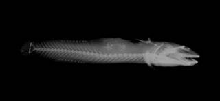 To NMNH Extant Collection (Inu ama USNM 62956 holotype radiograph lateral view)