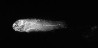 To NMNH Extant Collection (Ruppellia lacunicola USNM 66006 holotype radiograph lateral view)