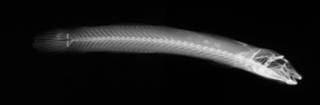 To NMNH Extant Collection (Clariger exilis USNM 68242 holotype radiograph lateral view)