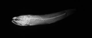 To NMNH Extant Collection (Eugnathogobius microps USNM 90316 holotype radiograph lateral view)