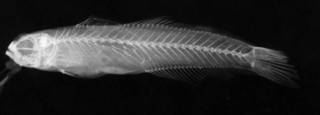 To NMNH Extant Collection (USNM 99044 holotype radiograph lateral view)