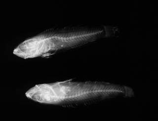To NMNH Extant Collection (USNM 106537 paratype radiograph lateral view)