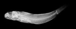 To NMNH Extant Collection (USNM 109399 paratype radiograph lateral view)