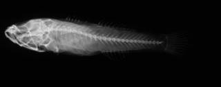 To NMNH Extant Collection (USNM 112208 syntype radiograph lateral view)