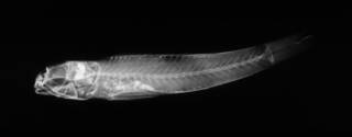To NMNH Extant Collection (USNM 116110 holotype radiograph lateral view)