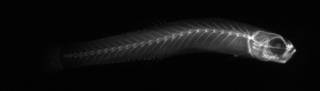 To NMNH Extant Collection (USNM 119611 neotype radiograph lateral view)