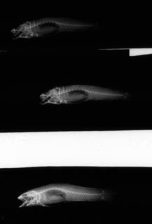 To NMNH Extant Collection (USNM 119646 holotype radiograph lateral view)