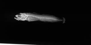 To NMNH Extant Collection (USNM 170905 holotype radiograph lateral view)