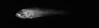 To NMNH Extant Collection (USNM 175009 holotype radiograph lateral view)