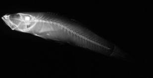 To NMNH Extant Collection (USNM 175012 holotype radiograph lateral view)