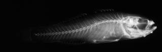 To NMNH Extant Collection (USNM 175013 holotype radiograph lateral view)